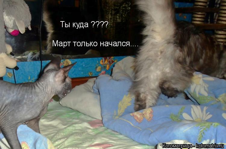 Ты куда ???? Март только начался....... Котоматрица: Ты куда ???? Март только начался....