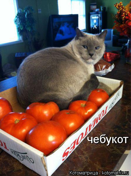 чебукот... Котоматрица: чебукот