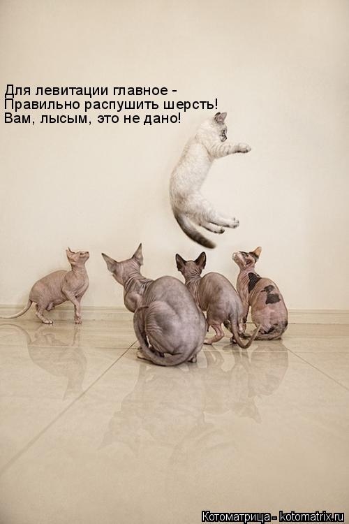Для левитации главное - Правильно распушить шерсть! Вам, лысым, это не дано!... Котоматрица: Для левитации главное - Правильно распушить шерсть! Вам, лысым, это не дано!
