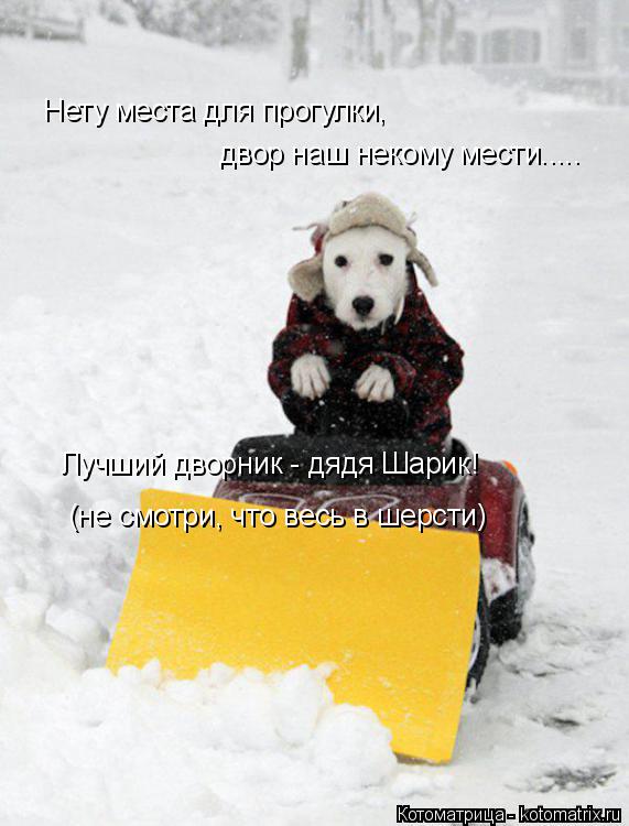Нету места для прогулки, двор наш некому мести..... Лучший дворник - дядя Шарик! (не смотри, что весь... Котоматрица: Нету места для прогулки, двор наш некому мести..... Лучший дворник - дядя Шарик! (не смотри, что весь в шерсти)