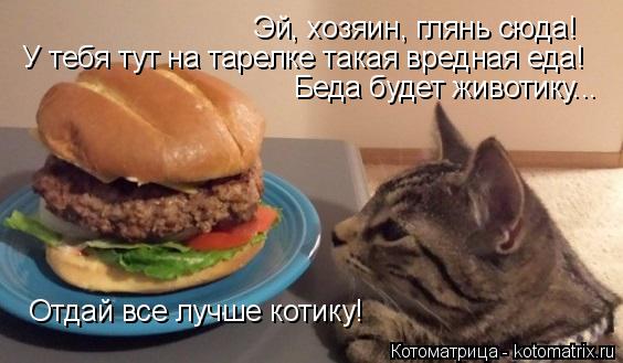 У тебя тут на тарелке такая вредная еда! Эй, хозяин, глянь сюда! Беда будет животику... Отдай все луч... Котоматрица: У тебя тут на тарелке такая вредная еда! Эй, хозяин, глянь сюда! Беда будет животику... Отдай все лучше котику!