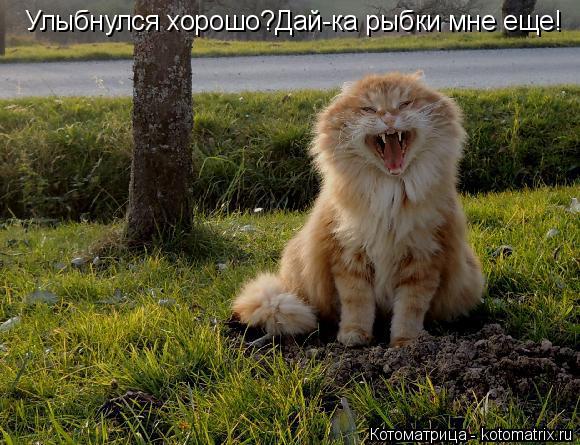 Улыбнулся хорошо?Дай-ка рыбки мне еще!... Котоматрица: Улыбнулся хорошо?Дай-ка рыбки мне еще!