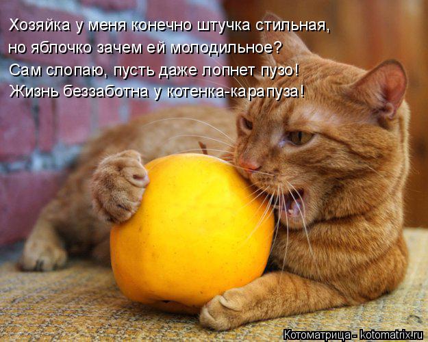 Хозяйка у меня конечно штучка стильная, но яблочко зачем ей молодильное? Сам слопаю, пусть даже лопне... Котоматрица: Хозяйка у меня конечно штучка стильная, но яблочко зачем ей молодильное? Сам слопаю, пусть даже лопнет пузо! Жизнь беззаботна у котенка-кара