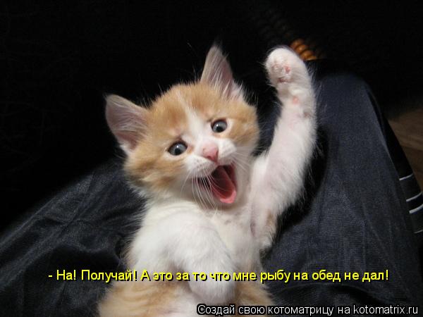 Котоматрица: - На! Получай! А это за то что мне рыбу на обед не дал!