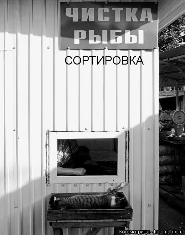 СОРТИРОВКА... Котоматрица: СОРТИРОВКА