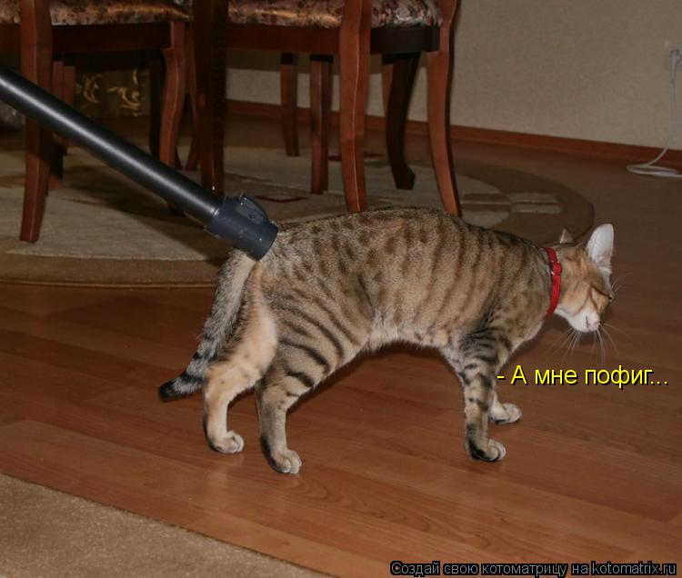 Котоматрица: - А мне пофиг...