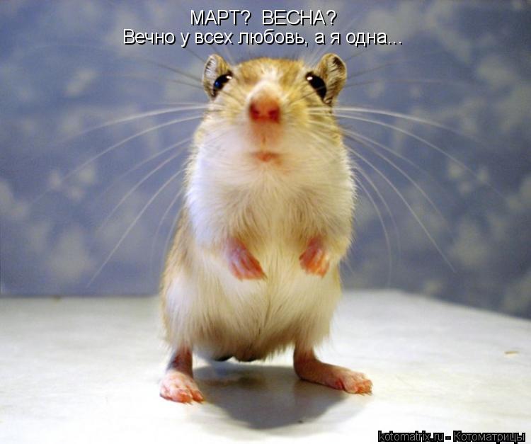 МАРТ? ВЕСНА? Вечно у всех любовь, а я одна...... Котоматрица: МАРТ? ВЕСНА? Вечно у всех любовь, а я одна...