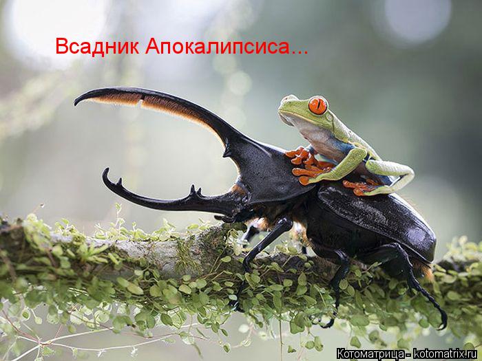 Всадник Апокалипсиса...... Котоматрица: Всадник Апокалипсиса...