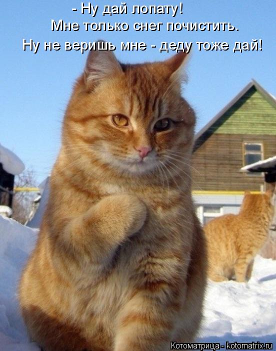 - Ну дай лопату! Мне только снег почистить. Ну не веришь мне - деду тоже дай!... Котоматрица: - Ну дай лопату! Мне только снег почистить. Ну не веришь мне - деду тоже дай!