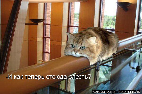 -И как теперь отсюда слезть?... Котоматрица: -И как теперь отсюда слезть?