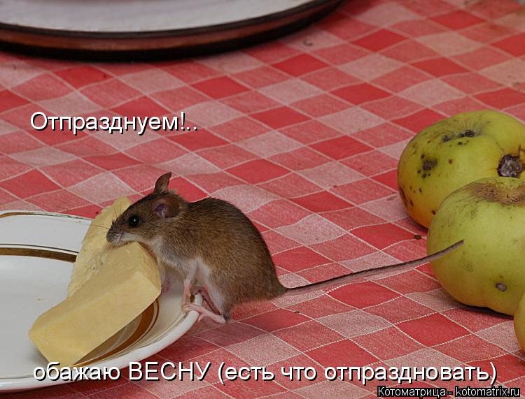 Отпразднуем!.. обажаю ВЕСНУ (есть что отпраздновать)... Котоматрица: Отпразднуем!.. обажаю ВЕСНУ (есть что отпраздновать)