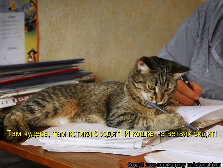 Котоматрица: - Там чудеса, там котики бродят! И кошка на ветвях сидит!