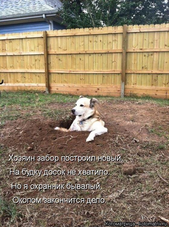 Хозяин забор построил новый, На будку досок не хватило... Но я охранник бывалый, Окопом закончится д... Котоматрица: Хозяин забор построил новый, На будку досок не хватило... Но я охранник бывалый, Окопом закончится дело.