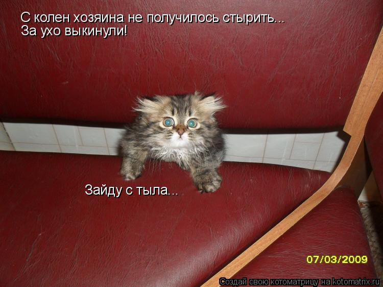 С колен хозяина не получилось стырить... За ухо выкинули! Зайду с тыла...... Котоматрица: С колен хозяина не получилось стырить... За ухо выкинули! Зайду с тыла...
