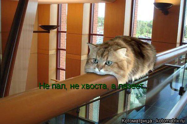 Не пал, не хвоста, а лазеет...... Котоматрица: Не пал, не хвоста, а лазеет...