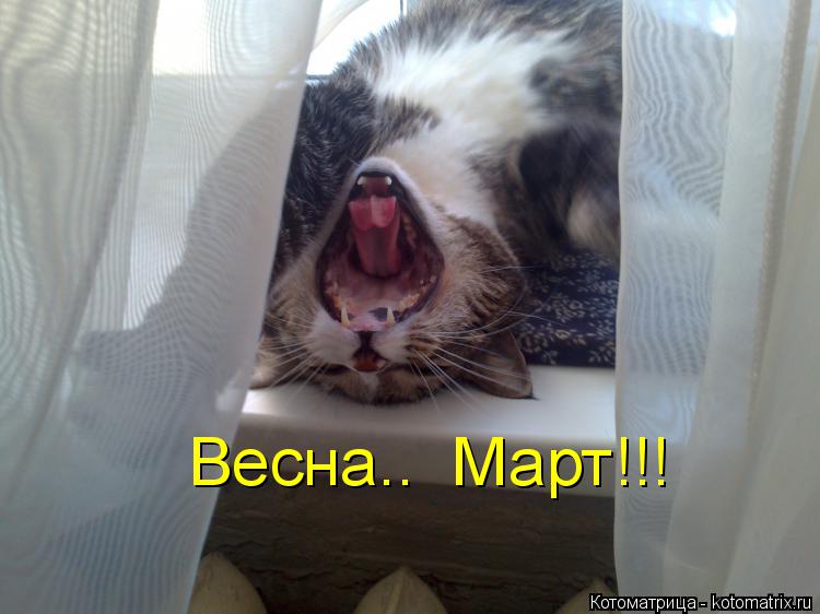 Весна.. Март!!!... Котоматрица: Весна.. Март!!!
