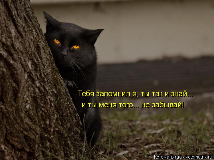 Тебя запомнил я, ты так и знай... и ты меня того... не забывай!... Котоматрица: Тебя запомнил я, ты так и знай... и ты меня того... не забывай!