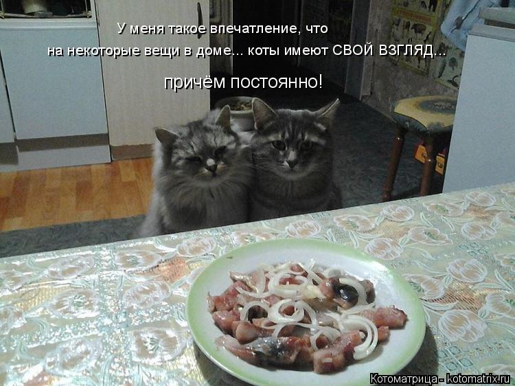 У меня такое впечатление, что причём постоянно! на некоторые вещи в доме... коты имеют СВОЙ ВЗГЛЯД..... Котоматрица: У меня такое впечатление, что причём постоянно! на некоторые вещи в доме... коты имеют СВОЙ ВЗГЛЯД...