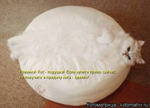Котоматрица: Новинка! Кот - подушка! Если купите прямо сейчас,  то получите в придачу кота - одеяло!
