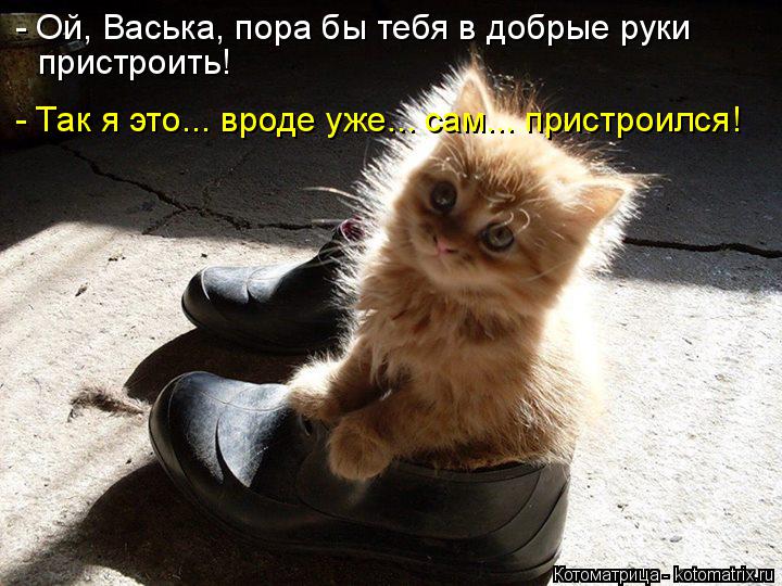- Ой, Васька, пора бы тебя в добрые руки пристроить! - Так я это... вроде уже... сам... пристроился!... Котоматрица: - Ой, Васька, пора бы тебя в добрые руки пристроить! - Так я это... вроде уже... сам... пристроился!