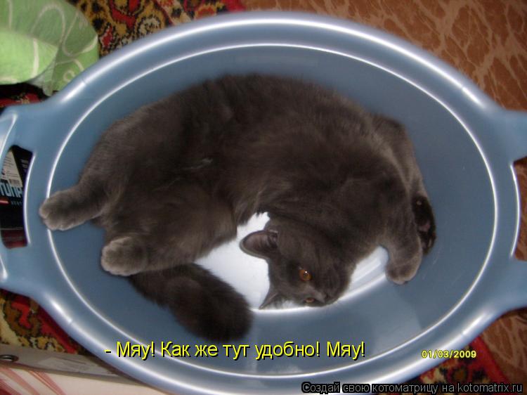 Котоматрица: - Мяу! Как же тут удобно! Мяу!