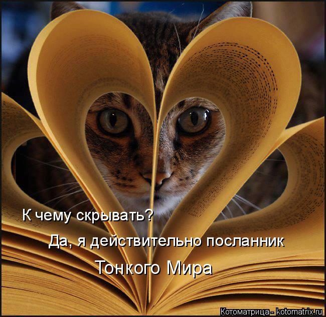 Да, я действительно посланник Тонкого Мира К чему скрывать?... Котоматрица: Да, я действительно посланник Тонкого Мира К чему скрывать?