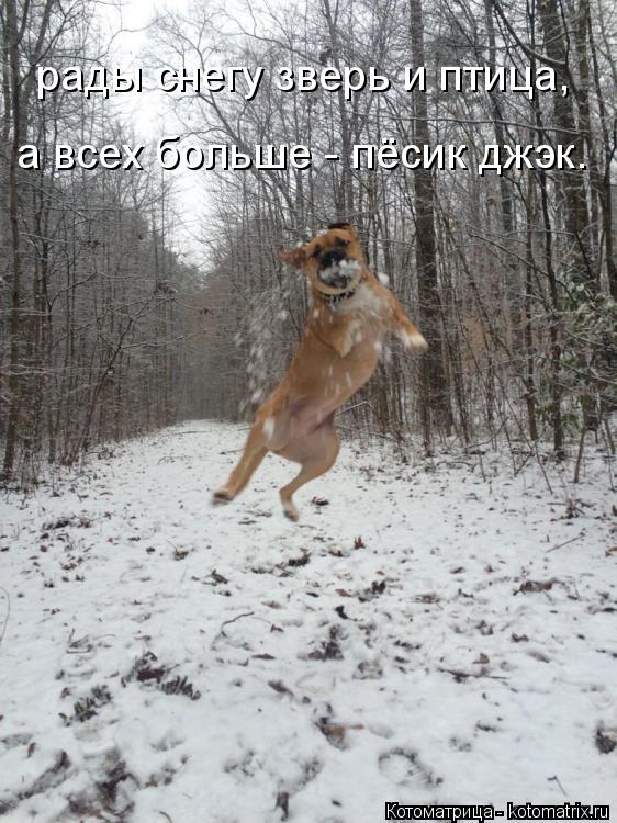 рады снегу зверь и птица, а всех больше - пёсик джэк.... Котоматрица: рады снегу зверь и птица, а всех больше - пёсик джэк.