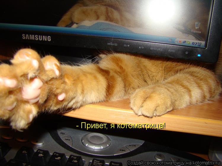 - Привет, я котоматрица!... Котоматрица: - Привет, я котоматрица!