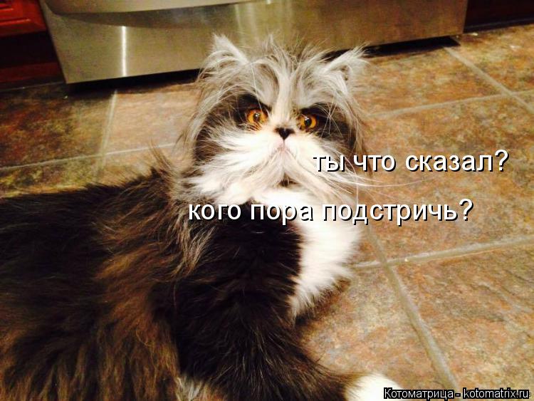 ты что сказал? кого пора подстричь?... Котоматрица: ты что сказал? кого пора подстричь?