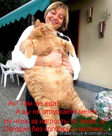 Ах! Там же еда! А вы не отпускаете меня! Ну чтож за наглость-то такая, а! Сегодня без колбасы и моло... Котоматрица: Ах! Там же еда! А вы не отпускаете меня! Ну чтож за наглость-то такая, а! Сегодня без колбасы и молока..