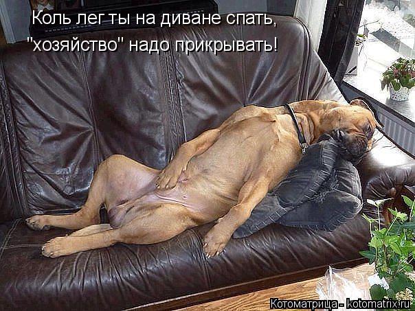 Коль лег ты на диване спать, "хозяйство" надо прикрывать!... Котоматрица: Коль лег ты на диване спать, "хозяйство" надо прикрывать!
