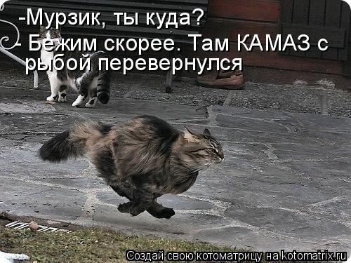 Котоматрица: -Мурзик, ты куда? - Бежим скорее. Там КАМАЗ с  рыбой перевернулся