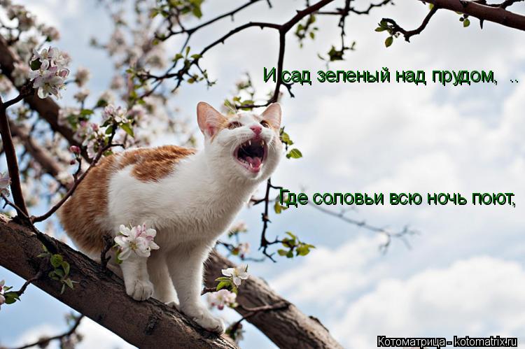 И сад зеленый над прудом, .. Где соловьи всю ночь поют, ..... Котоматрица: И сад зеленый над прудом, .. Где соловьи всю ночь поют, ..