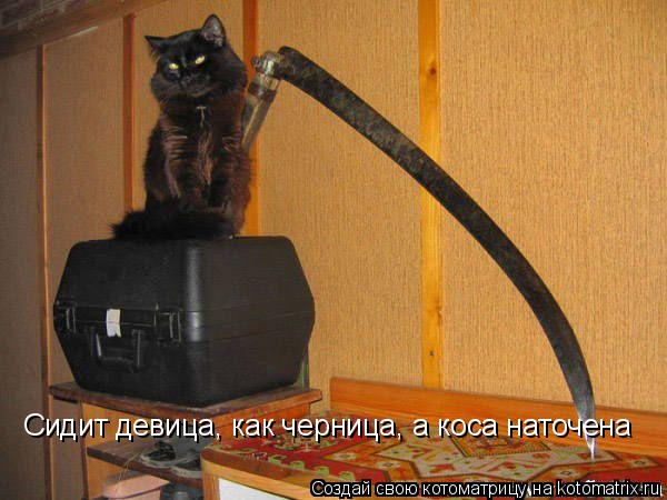 Сидит девица, как черница, а коса наточена... Котоматрица: Сидит девица, как черница, а коса наточена