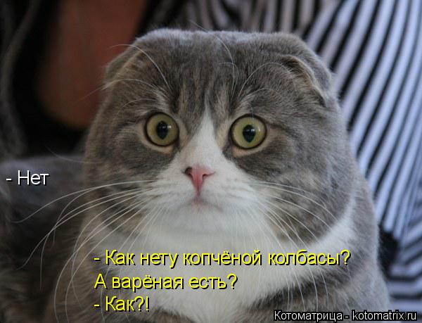 - Как нету копчёной колбасы? А варёная есть? - Нет - Как?!... Котоматрица: - Как нету копчёной колбасы? А варёная есть? - Нет - Как?!