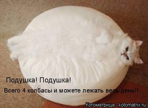 Подушка! Подушка! Всего 4 колбасы и можете лежать весь день!!... Котоматрица: Подушка! Подушка! Всего 4 колбасы и можете лежать весь день!!