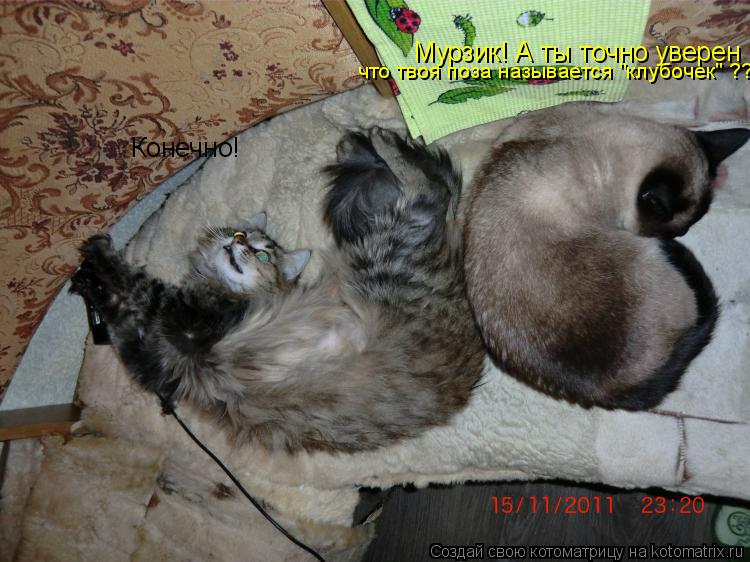 Мурзик! А ты точно уверен что твоя поза называется "клубочек" ??? Конечно!... Котоматрица: Мурзик! А ты точно уверен что твоя поза называется "клубочек" ??? Конечно!