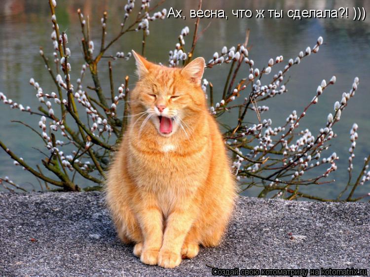 Ах, весна, что ж ты сделала?! )))... Котоматрица: Ах, весна, что ж ты сделала?! )))