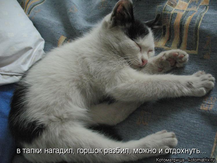 в тапки нагадил, горшок разбил, можно и отдохнуть...... Котоматрица: в тапки нагадил, горшок разбил, можно и отдохнуть...