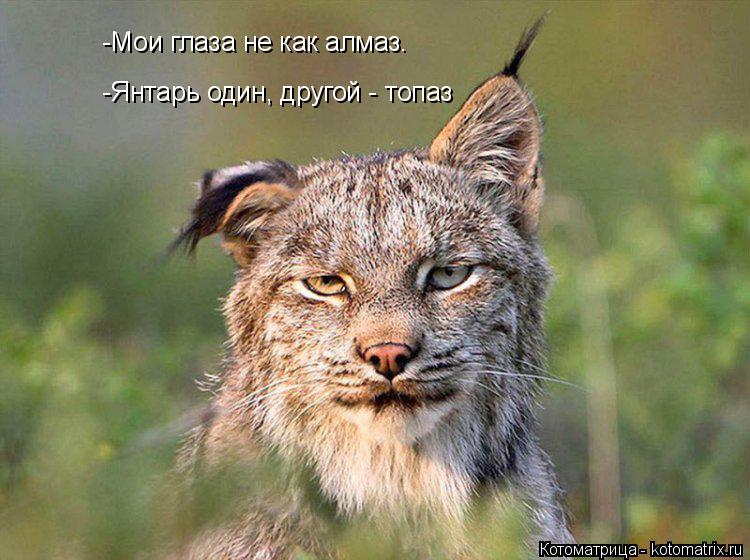 -Мои глаза не как алмаз. -Янтарь один, другой - топаз... Котоматрица: -Мои глаза не как алмаз. -Янтарь один, другой - топаз