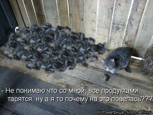 - Не понимаю что со мной, все продуктами тарятся, ну а я то почему на это повелась???... Котоматрица: - Не понимаю что со мной, все продуктами тарятся, ну а я то почему на это повелась???