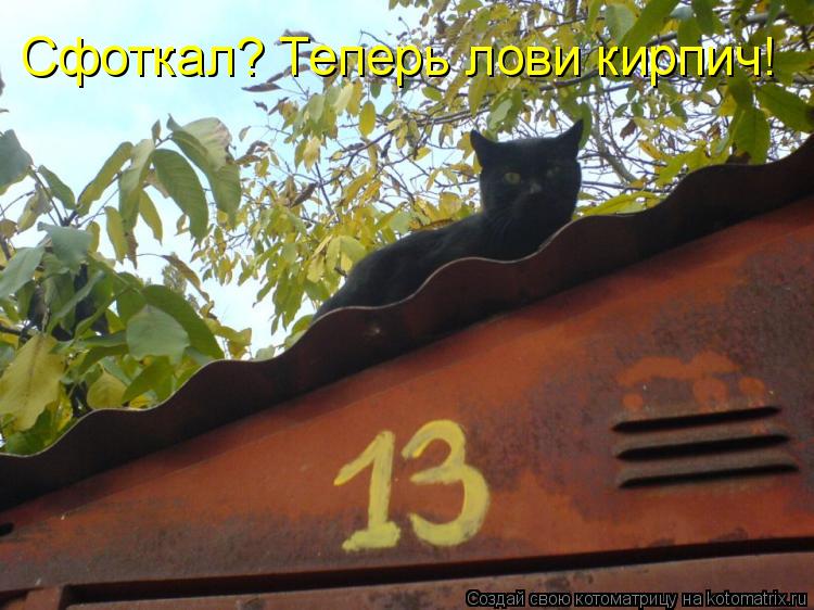 Сфоткал? Теперь лови кирпич!... Котоматрица: Сфоткал? Теперь лови кирпич!