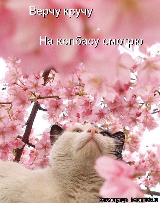 Верчу крручу Верчу кручу На колбасу смотрю... Котоматрица: Верчу крручу Верчу кручу На колбасу смотрю