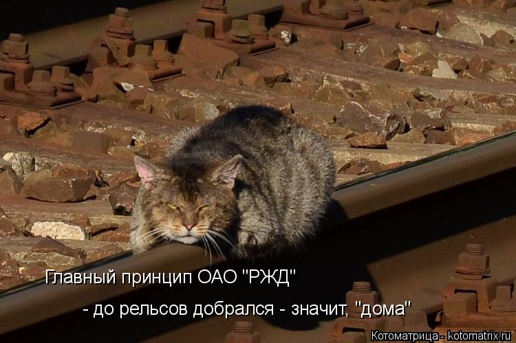 Главный принцип ОАО "РЖД" - до рельсов добрался - значит, "дома"... Котоматрица: Главный принцип ОАО "РЖД" - до рельсов добрался - значит, "дома"
