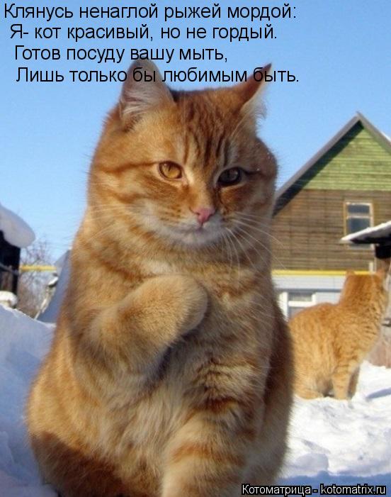 Клянусь ненаглой рыжей мордой: Я- кот красивый, но не гордый. Готов посуду вашу мыть, Лишь тол... Котоматрица: Клянусь ненаглой рыжей мордой: Я- кот красивый, но не гордый. Готов посуду вашу мыть, Лишь только бы любимым быть.