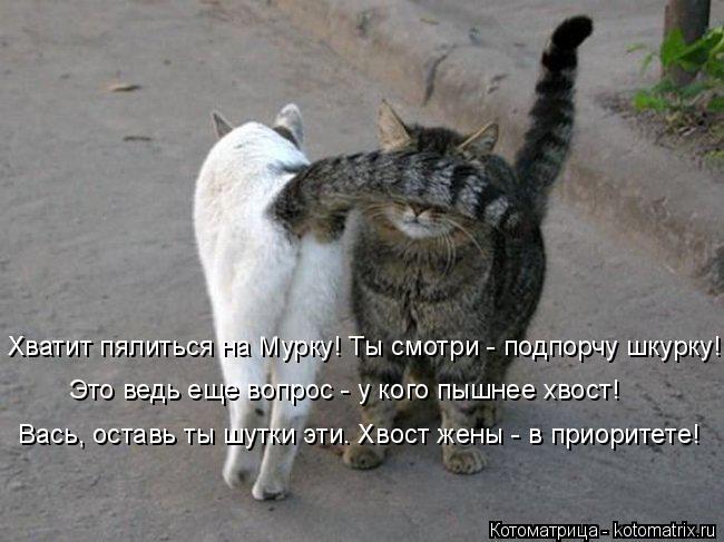 Хватит пялиться на Мурку! Ты смотри - подпорчу шкурку! Это ведь еще вопрос - у кого пышнее хвост! Вас... Котоматрица: Хватит пялиться на Мурку! Ты смотри - подпорчу шкурку! Это ведь еще вопрос - у кого пышнее хвост! Вась, оставь ты шутки эти. Хвост жены - в приор