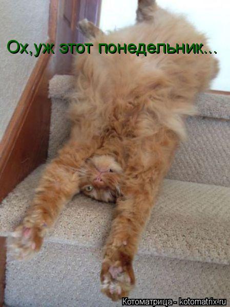 Ох,уж этот понедельник...... Котоматрица: Ох,уж этот понедельник...
