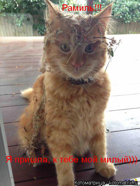 Рамиль!!! Я пришла, к тебе мой милый)))... Котоматрица: Рамиль!!! Я пришла, к тебе мой милый)))