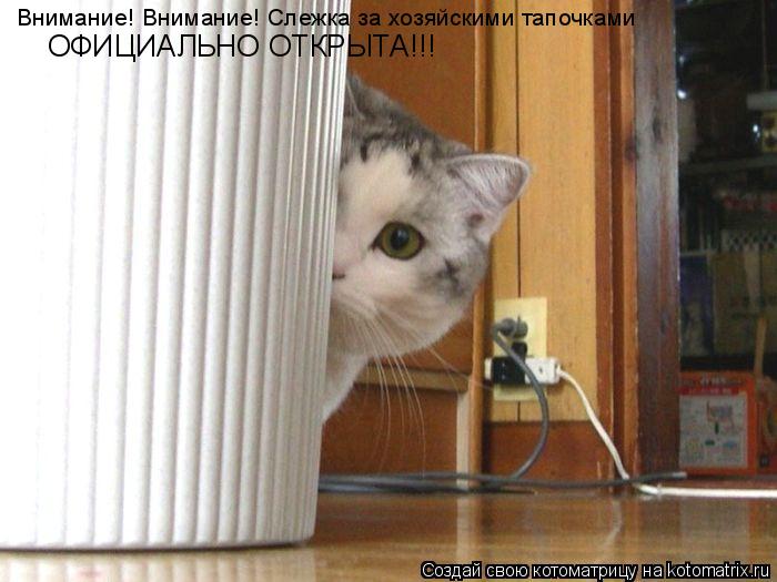 Внимание! Внимание! Слежка за хозяйскими тапочками ОФИЦИАЛЬНО ОТКРЫТА!!!... Котоматрица: Внимание! Внимание! Слежка за хозяйскими тапочками ОФИЦИАЛЬНО ОТКРЫТА!!!