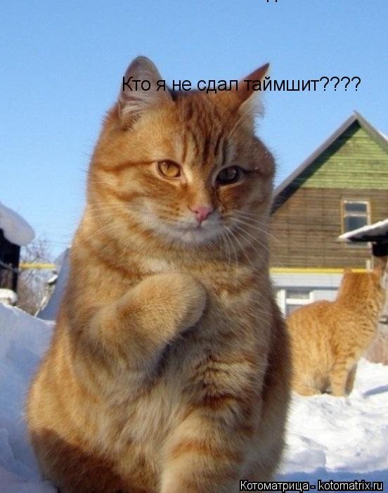 Кто я не сдал таймшит???? Кто я не сдал таймшит????... Котоматрица: Кто я не сдал таймшит???? Кто я не сдал таймшит????